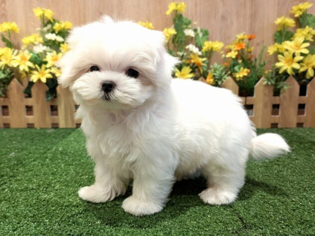 兵庫県のマルチーズ (アミーゴ伊丹店/2026年2月22日生まれ/女の子/ホワイト)の子犬の3枚目の画像