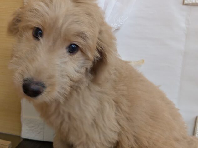宮城県のハーフ犬・ミックス犬 (アミーゴ古川駅前店/2026年2月3日生まれ/女の子/アプリコット)の子犬の2枚目の画像
