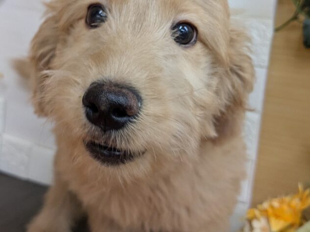 宮城県のハーフ犬・ミックス犬 (アミーゴ古川駅前店/2026年2月3日生まれ/女の子/アプリコット)の子犬の1枚目の画像