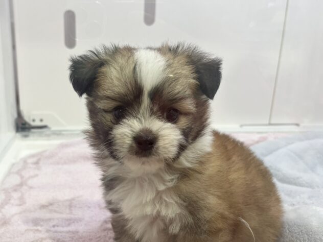 福島県のハーフ犬・ミックス犬 (アミーゴ須賀川店/2026年2月1日生まれ/男の子/ゴールドホワイト)の子犬