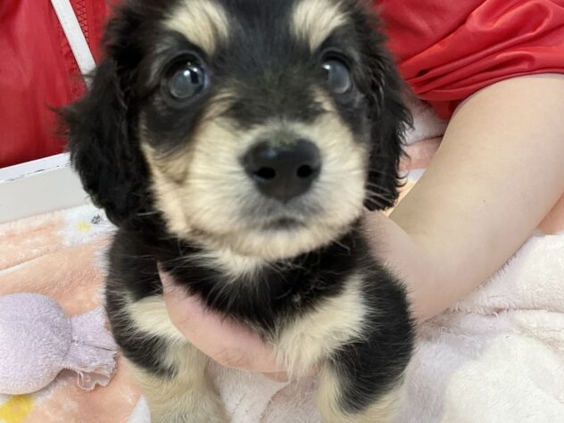 福島県のミニチュアダックスフンド(ロング) (アミーゴ須賀川店/2026年1月31日生まれ/女の子/ブラックタン)の子犬