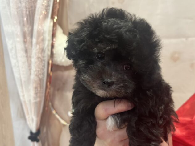 福島県のハーフ犬・ミックス犬 (アミーゴ須賀川店/2026年2月12日生まれ/男の子/シルバー)の子犬の2枚目の画像