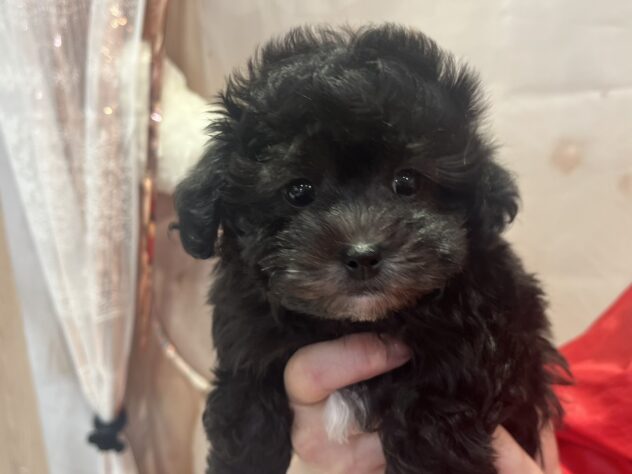 福島県のハーフ犬・ミックス犬 (アミーゴ須賀川店/2026年2月12日生まれ/男の子/シルバー)の子犬の1枚目の画像