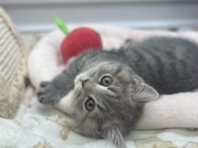 福島県のスコティッシュフォールド (アミーゴ須賀川店/2026年1月23日生まれ/男の子/ブルータビー)の子猫