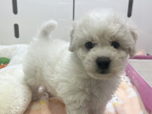 福島県のビションフリーゼ (アミーゴ須賀川店/2026年2月7日生まれ/男の子/ホワイト)の子犬