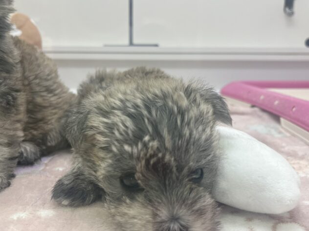 福島県のハーフ犬・ミックス犬 (アミーゴ須賀川店/2026年2月14日生まれ/男の子/ウィートン)の子犬の2枚目の画像