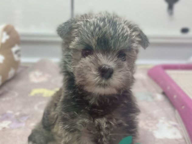 福島県のハーフ犬・ミックス犬 (アミーゴ須賀川店/2026年2月14日生まれ/男の子/ウィートン)の子犬の1枚目の画像