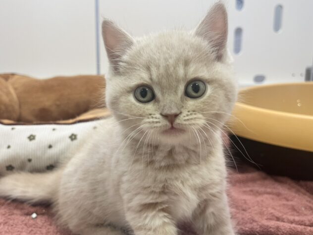 福島県のブリティッシュショートヘアー (アミーゴ須賀川店/2026年2月16日生まれ/男の子/クリーム)の子猫