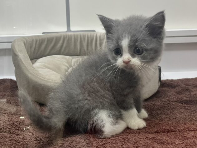 福島県のブリティッシュショートヘアー (アミーゴ須賀川店/2026年2月16日生まれ/男の子/ブルーホワイト)の子猫