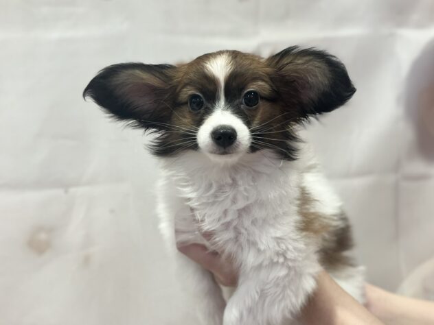 福島県のパピヨン (アミーゴ須賀川店/2026年1月11日生まれ/男の子/ホワイトブラウン)の子犬