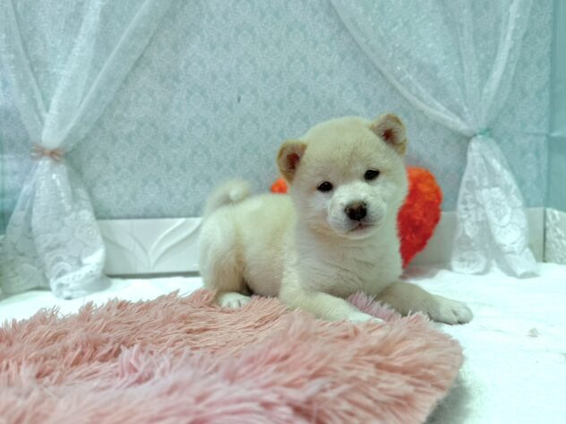 福島県の柴犬(標準サイズ) (アミーゴ本宮店/2026年2月9日生まれ/男の子/白)の子犬