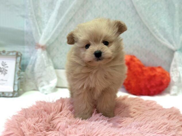 福島県のハーフ犬・ミックス犬 (アミーゴ本宮店/2026年2月10日生まれ/男の子/アプリコット)の子犬