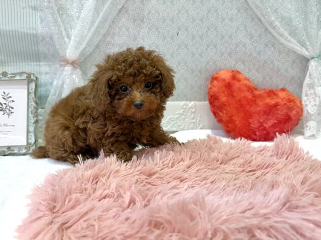 福島県のトイプードル(トイ) (アミーゴ本宮店/2026年2月3日生まれ/男の子/レッド)の子犬