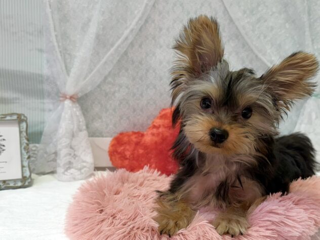 福島県のヨークシャーテリア (アミーゴ本宮店/2025年12月1日生まれ/男の子/スチールブルータン)の子犬