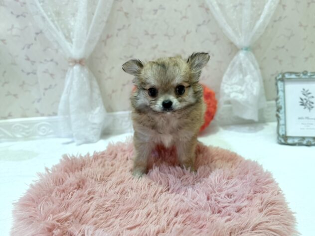 福島県のチワワ(ロング) (アミーゴ本宮店/2026年2月20日生まれ/男の子/フォーン)の子犬