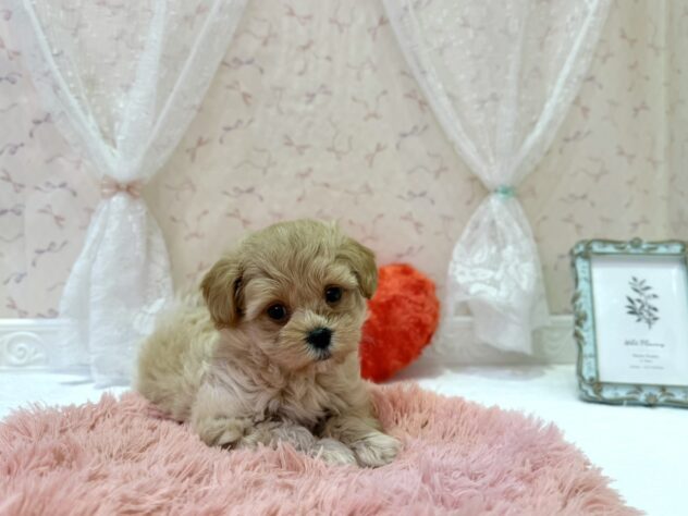 福島県のハーフ犬・ミックス犬 (アミーゴ本宮店/2026年2月23日生まれ/男の子/アプリコット)の子犬