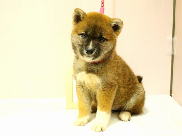 兵庫県の柴犬(標準サイズ) (ペット・プラザ アミーゴ明石魚住店/2026年1月29日生まれ/女の子/赤)の子犬の1枚目の画像