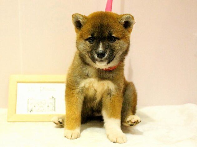 兵庫県の柴犬(標準サイズ) (ペット・プラザ アミーゴ明石魚住店/2026年1月29日生まれ/女の子/赤)の子犬の3枚目の画像