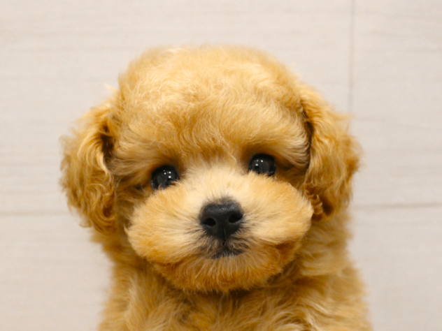 大阪府のトイプードル(トイ) (ペット・プラザ アミーゴ箕面店/2026年2月25日生まれ/男の子/オレンジフォーン)の子犬の1枚目の画像