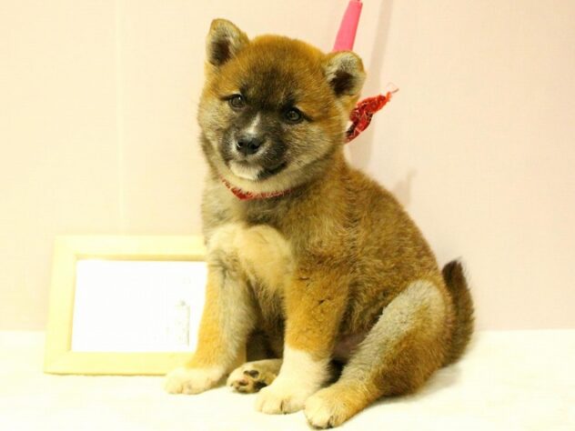 兵庫県の柴犬(標準サイズ) (ペット・プラザ アミーゴ明石魚住店/2026年1月29日生まれ/女の子/赤)の子犬の2枚目の画像