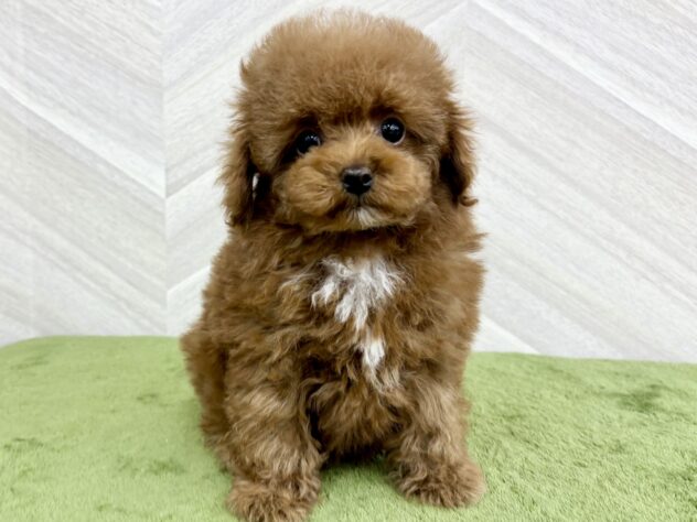 宮城県のトイプードル(トイ) (アミーゴ仙台富沢店/2025年12月1日生まれ/女の子/レッド)の子犬