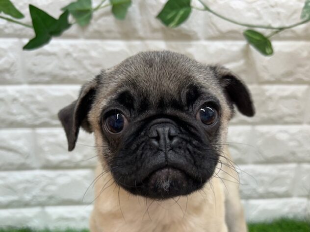 新潟県のパグ (アミーゴ紫竹山店/2025年12月18日生まれ/男の子/フォーン)の子犬の2枚目の画像