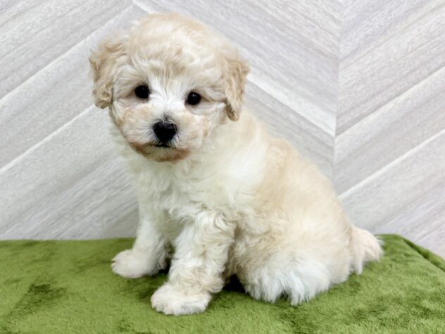 福島県のトイプードル(トイ) (アミーゴ郡山南店/2026年2月16日生まれ/男の子/クリーム)の子犬