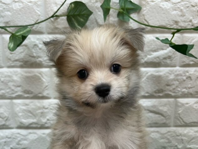 新潟県のハーフ犬・ミックス犬 (アミーゴ紫竹山店/2026年1月29日生まれ/男の子/セーブル)の子犬の2枚目の画像