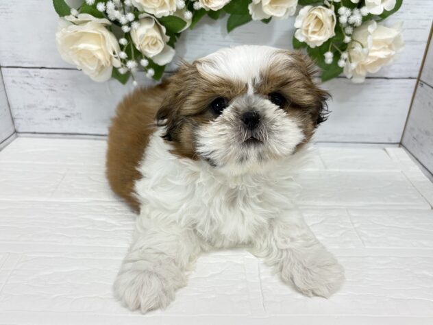 宮城県のシーズー (アミーゴ仙台富沢店/2026年1月27日生まれ/女の子/ホワイトゴールド)の子犬の1枚目の画像
