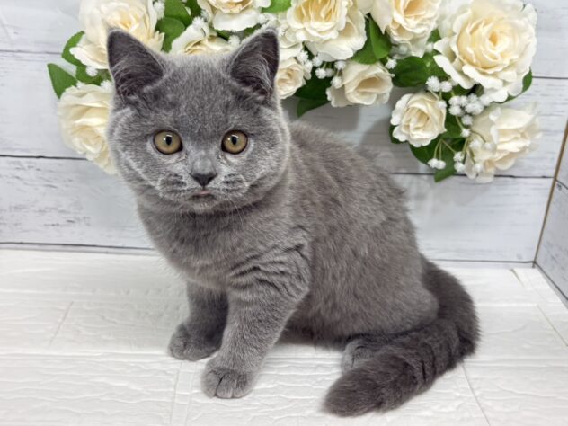 宮城県のブリティッシュショートヘアー (アミーゴ仙台富沢店/2025年12月15日生まれ/女の子/ブルー)の子猫