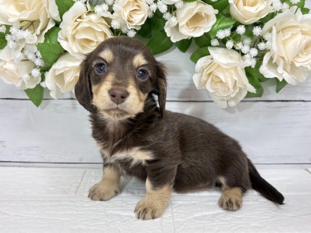 宮城県のミニチュアダックスフンド(ロング) (アミーゴ仙台富沢店/2026年2月16日生まれ/女の子/チョコレートタン)の子犬