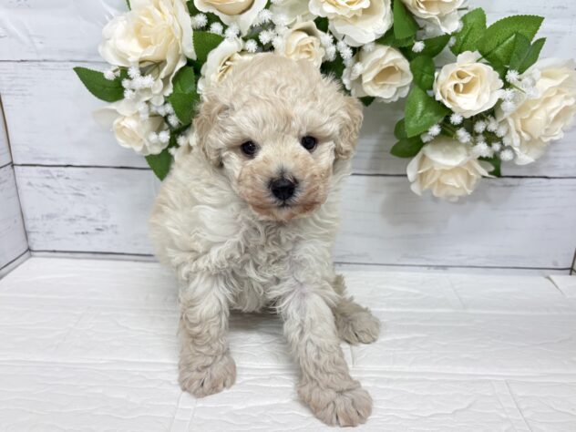 宮城県のトイプードル(トイ) (アミーゴ仙台富沢店/2026年2月16日生まれ/男の子/クリーム)の子犬