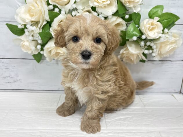 宮城県のハーフ犬・ミックス犬 (アミーゴ仙台富沢店/2026年2月14日生まれ/男の子/アプリコット)の子犬