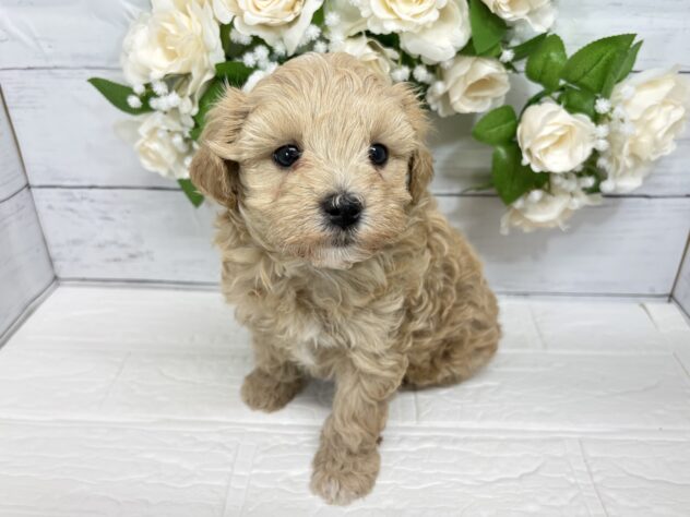 宮城県のハーフ犬・ミックス犬 (アミーゴ仙台富沢店/2026年2月19日生まれ/男の子/アプリコット)の子犬