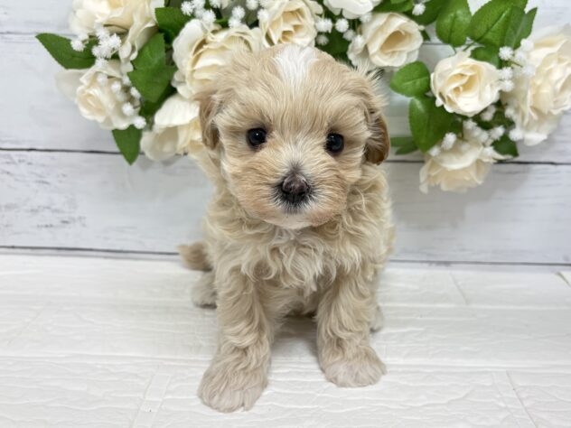 宮城県のハーフ犬・ミックス犬 (アミーゴ仙台富沢店/2026年2月19日生まれ/女の子/アプリコット)の子犬