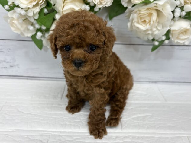 宮城県のトイプードル(トイ) (アミーゴ仙台富沢店/2026年2月17日生まれ/女の子/レッド)の子犬