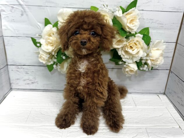 宮城県のトイプードル(トイ) (アミーゴ仙台富沢店/2025年12月1日生まれ/女の子/レッド)の子犬