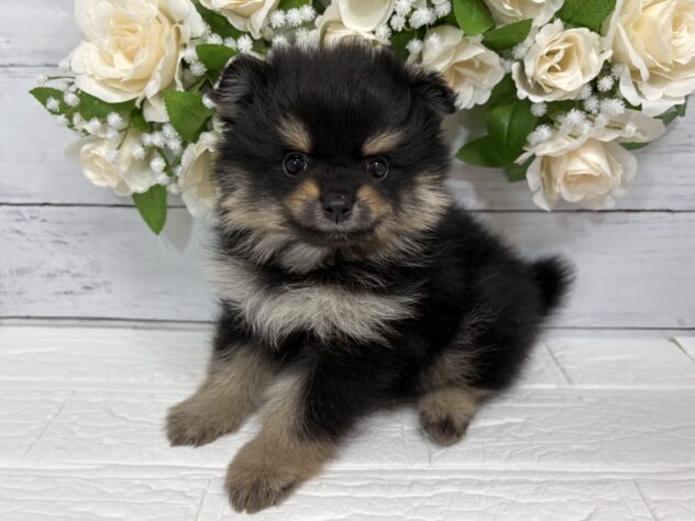 宮城県のポメラニアン (アミーゴ仙台富沢店/2026年2月23日生まれ/男の子/ブラックタン)の子犬