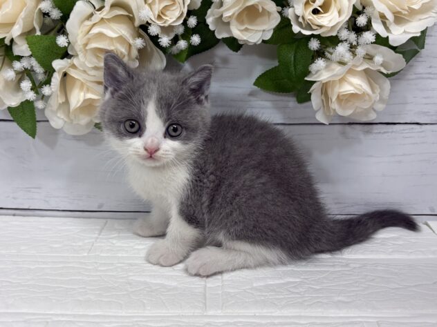 宮城県のブリティッシュショートヘアー (アミーゴ仙台富沢店/2026年2月21日生まれ/女の子/ブルーホワイト)の子猫