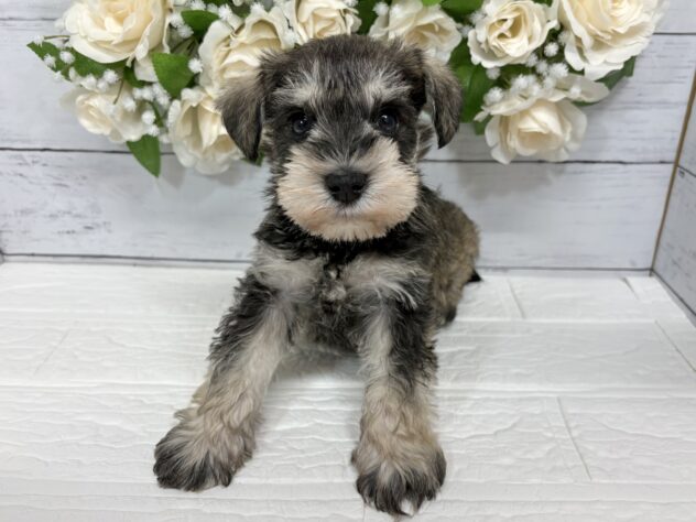 宮城県のミニチュアシュナウザー (アミーゴ仙台富沢店/2026年2月24日生まれ/男の子/ソルトペッパー)の子犬