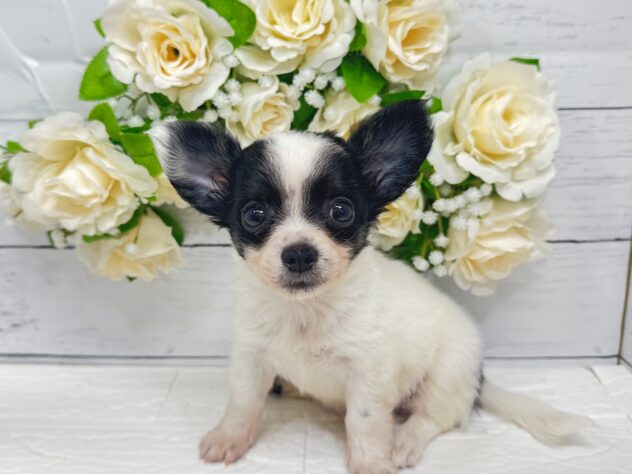 宮城県のチワワ(ロング) (アミーゴ仙台富沢店/2026年2月24日生まれ/男の子/ブラックタンホワイト)の子犬