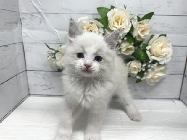 宮城県のラグドール (アミーゴ仙台富沢店/2026年2月22日生まれ/男の子/ブルーポイントバイカラー)の子猫