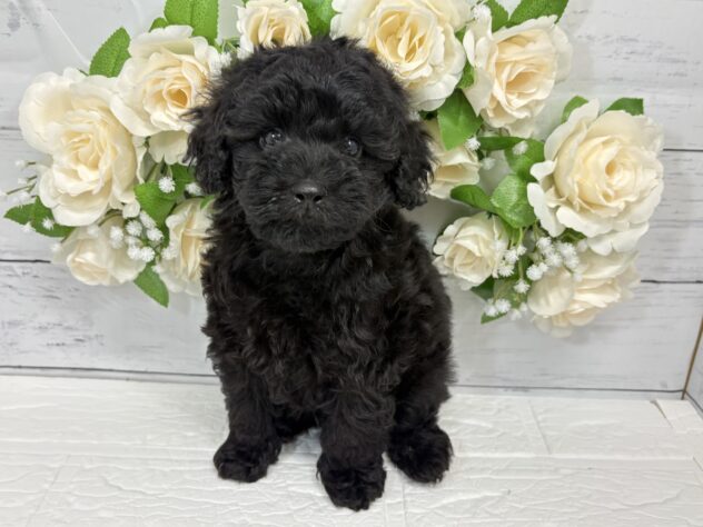 宮城県のトイプードル(トイ) (アミーゴ仙台富沢店/2026年2月28日生まれ/男の子/ブラック)の子犬