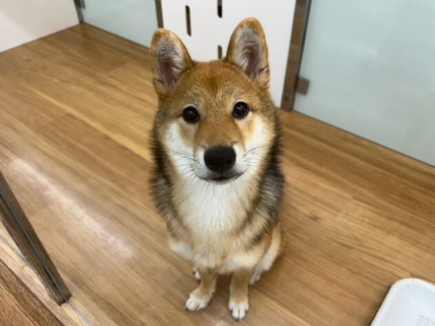 新潟県の柴犬(標準サイズ) (アミーゴ紫竹山店/2026年3月2日生まれ/男の子/赤)の子犬の1枚目の画像