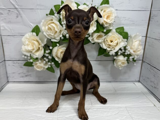 宮城県のミニチュアピンシャー (アミーゴ仙台富沢店/2026年1月26日生まれ/女の子/チョコレートタン)の子犬