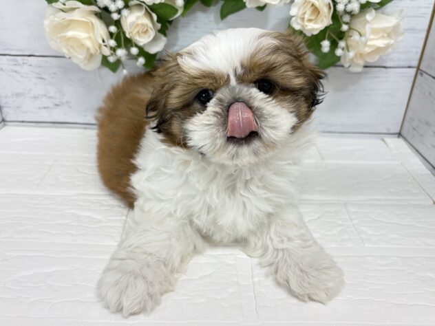 宮城県のシーズー (アミーゴ仙台富沢店/2026年1月27日生まれ/女の子/ホワイトゴールド)の子犬の2枚目の画像