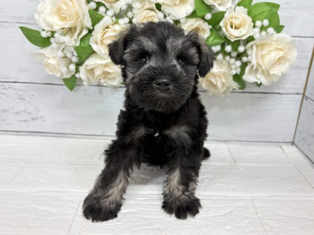 宮城県のミニチュアシュナウザー (アミーゴ仙台富沢店/2026年2月17日生まれ/男の子/ソルトペッパー)の子犬