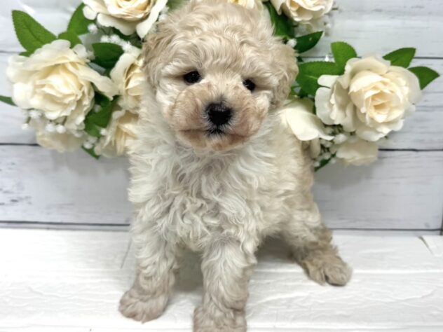 宮城県のトイプードル(トイ) (アミーゴ仙台富沢店/2026年2月16日生まれ/男の子/クリーム)の子犬