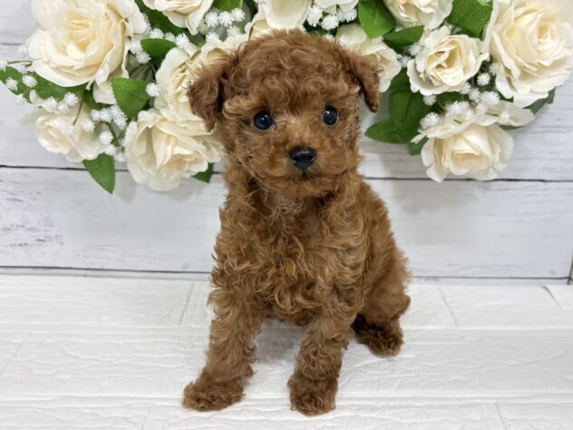 宮城県のトイプードル(トイ) (アミーゴ仙台富沢店/2026年2月24日生まれ/男の子/レッド)の子犬