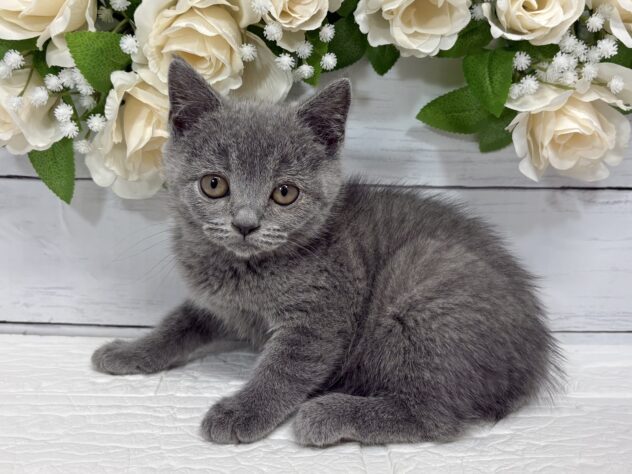 宮城県のブリティッシュショートヘアー (アミーゴ仙台富沢店/2026年2月11日生まれ/女の子/ブルー)の子猫